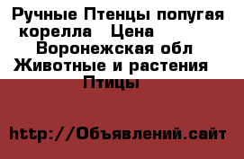 Ручные Птенцы попугая корелла › Цена ­ 3 500 - Воронежская обл. Животные и растения » Птицы   